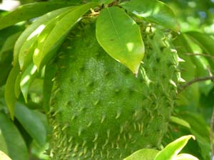 Soursop3.jpg