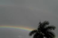 rainbowpalm.jpg